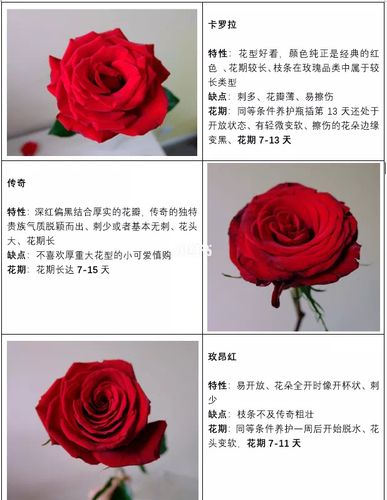 新手化妆红玫瑰教程（玫红眼妆）-第7张图片-美妆